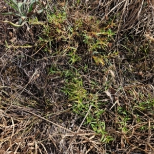 Persicaria prostrata at The Pinnacle - 13 Mar 2024