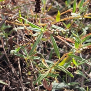 Persicaria prostrata at The Pinnacle - 13 Mar 2024