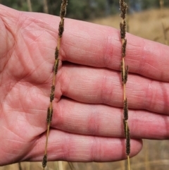 Sporobolus creber (Slender Rat's Tail Grass) at The Pinnacle - 13 Mar 2024 by sangio7