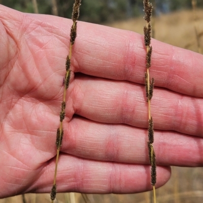 Sporobolus creber (Slender Rat's Tail Grass) at The Pinnacle - 12 Mar 2024 by sangio7