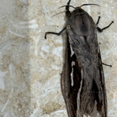 Abantiades atripalpis (Bardee grub/moth, Rain Moth) at Mittagong - 25 Feb 2024 by Span102