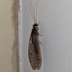 Oedosmylus tasmaniensis (Lacewing) at Lions Youth Haven - Westwood Farm - 13 Mar 2024 by HelenCross
