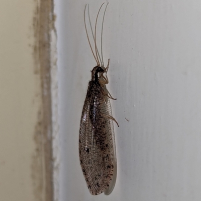 Oedosmylus tasmaniensis (Lacewing) at Lions Youth Haven - Westwood Farm - 13 Mar 2024 by HelenCross