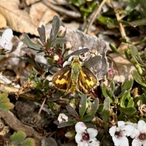 Ocybadistes walkeri at GG182 - 13 Mar 2024