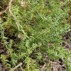 Asperula conferta (Common Woodruff) at The Pinnacle - 13 Mar 2024 by sangio7