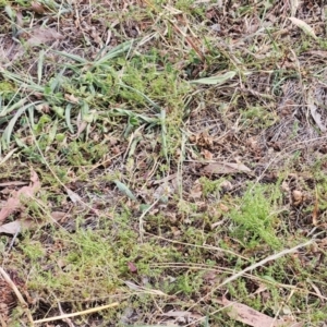 Asperula conferta at The Pinnacle - 13 Mar 2024 10:48 AM