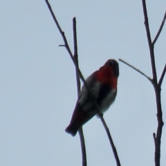 Dicaeum hirundinaceum (Mistletoebird) at Wingecarribee Local Government Area - 21 Feb 2024 by Span102