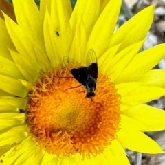 Geron nigralis (Slender bee fly) at Aranda, ACT - 12 Mar 2024 by KMcCue