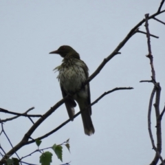 Oriolus sagittatus (Olive-backed Oriole) at Mittagong, NSW - 19 Feb 2024 by Span102