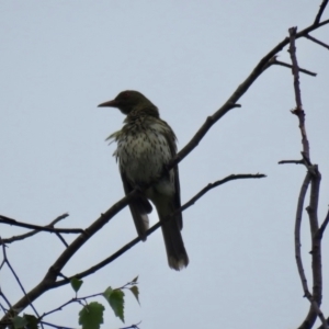 Oriolus sagittatus at Wingecarribee Local Government Area - suppressed