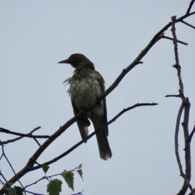 Oriolus sagittatus (Olive-backed Oriole) at Mittagong - 19 Feb 2024 by Span102