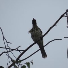 Oriolus sagittatus at Wingecarribee Local Government Area - 19 Feb 2024