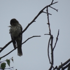 Oriolus sagittatus at Wingecarribee Local Government Area - suppressed