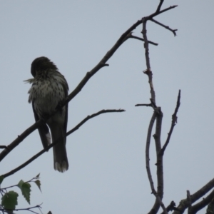 Oriolus sagittatus at Wingecarribee Local Government Area - suppressed