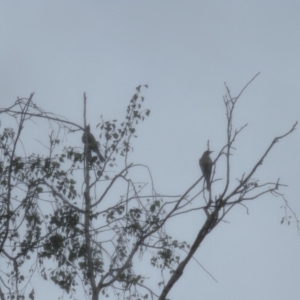 Oriolus sagittatus at Wingecarribee Local Government Area - 19 Feb 2024