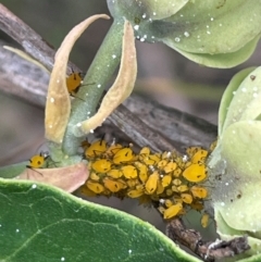 Aphis nerii (Milkweed Aphid) at Mount Ainslie - 29 Feb 2024 by JaneR