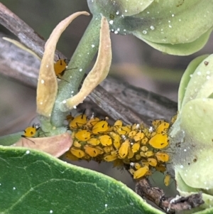 Aphis nerii at Mount Ainslie - 29 Feb 2024