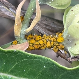 Aphis nerii at Mount Ainslie - 29 Feb 2024