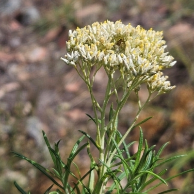 Cassinia longifolia (Shiny Cassinia, Cauliflower Bush) at Hawker, ACT - 13 Mar 2024 by sangio7