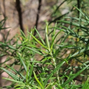 Cassinia longifolia at The Pinnacle - 13 Mar 2024