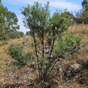 Cassinia longifolia at The Pinnacle - 13 Mar 2024
