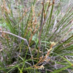 Lepidosperma laterale (Variable Sword Sedge) at Mount Majura - 4 Jan 2024 by JaneR