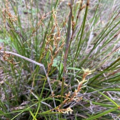 Lepidosperma laterale (Variable Sword Sedge) at Mount Majura - 4 Jan 2024 by JaneR