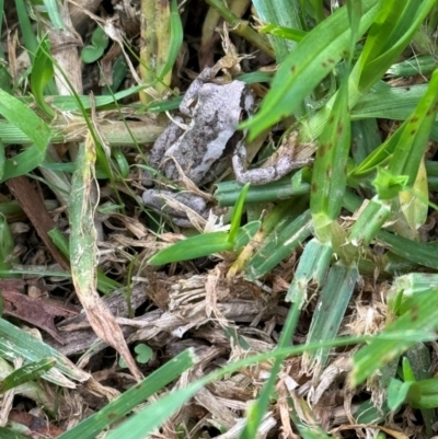 Litoria sp. (genus) at Wingecarribee Local Government Area - 13 Mar 2024 by Span102