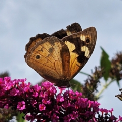 Heteronympha merope (Common Brown Butterfly) at Braidwood, NSW - 13 Mar 2024 by MatthewFrawley