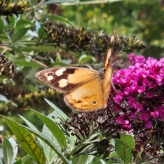 Heteronympha merope at QPRC LGA - 13 Mar 2024