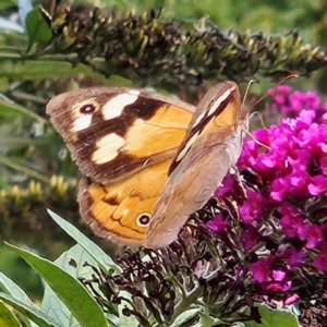 Heteronympha merope at QPRC LGA - 13 Mar 2024