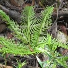 Sticherus flabellatus (Shiny Fan-fern, Umbrella Fern) at Wingecarribee Local Government Area - 10 Mar 2024 by Span102