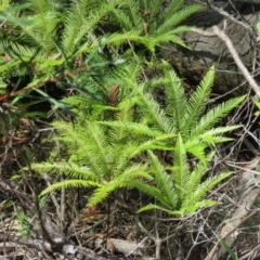 Sticherus flabellatus at Wingecarribee Local Government Area - 10 Mar 2024