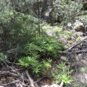 Sticherus flabellatus at Wingecarribee Local Government Area - 10 Mar 2024