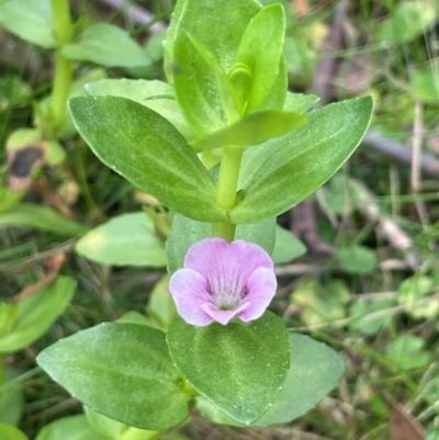 Gratiola peruviana (Australian Brooklime) at Mongarlowe River - 13 Mar 2024 by JaneR