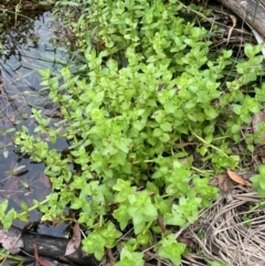 Gratiola peruviana at Monga National Park - 13 Mar 2024