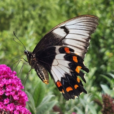 Papilio aegeus (Orchard Swallowtail, Large Citrus Butterfly) at Braidwood, NSW - 13 Mar 2024 by MatthewFrawley