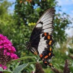 Papilio aegeus at QPRC LGA - 13 Mar 2024