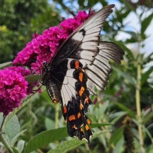 Papilio aegeus at QPRC LGA - 13 Mar 2024