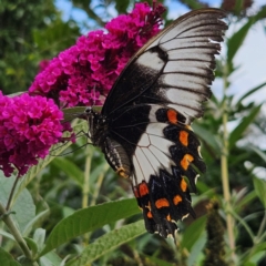 Papilio aegeus at QPRC LGA - 13 Mar 2024 05:13 PM