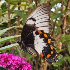 Papilio aegeus at QPRC LGA - 13 Mar 2024 05:13 PM