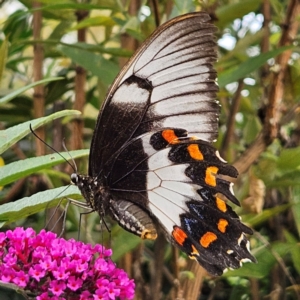 Papilio aegeus at QPRC LGA - 13 Mar 2024 05:13 PM