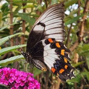 Papilio aegeus at QPRC LGA - 13 Mar 2024