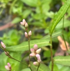 Persicaria praetermissa (Spotted Knotweed) at QPRC LGA - 13 Mar 2024 by JaneR