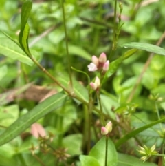 Persicaria praetermissa at Monga National Park - 13 Mar 2024