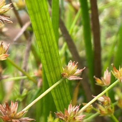 Juncus prismatocarpus (Branching Rush) at Monga, NSW - 13 Mar 2024 by JaneR