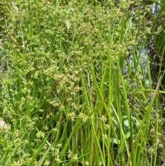 Juncus prismatocarpus at Monga National Park - 13 Mar 2024