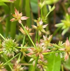 Juncus prismatocarpus at Monga National Park - 13 Mar 2024