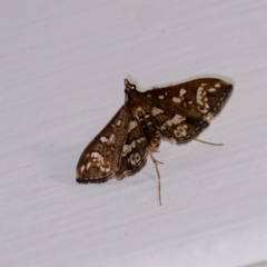 Ischnurges illustralis (A Crambid moth) at Penrose - 6 Mar 2024 by Aussiegall