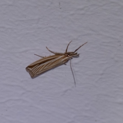 Hednota species near grammellus (Pyralid or snout moth) at Penrose - 6 Mar 2024 by Aussiegall